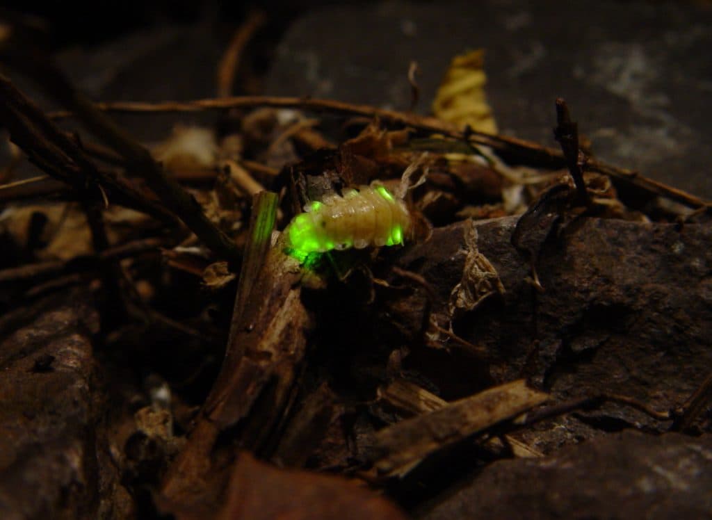 Firefly får köpråd efter rekordhög orderingång i Q2